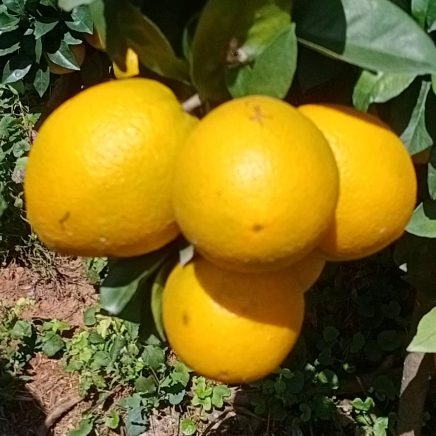 赣南脐橙甜甜甜