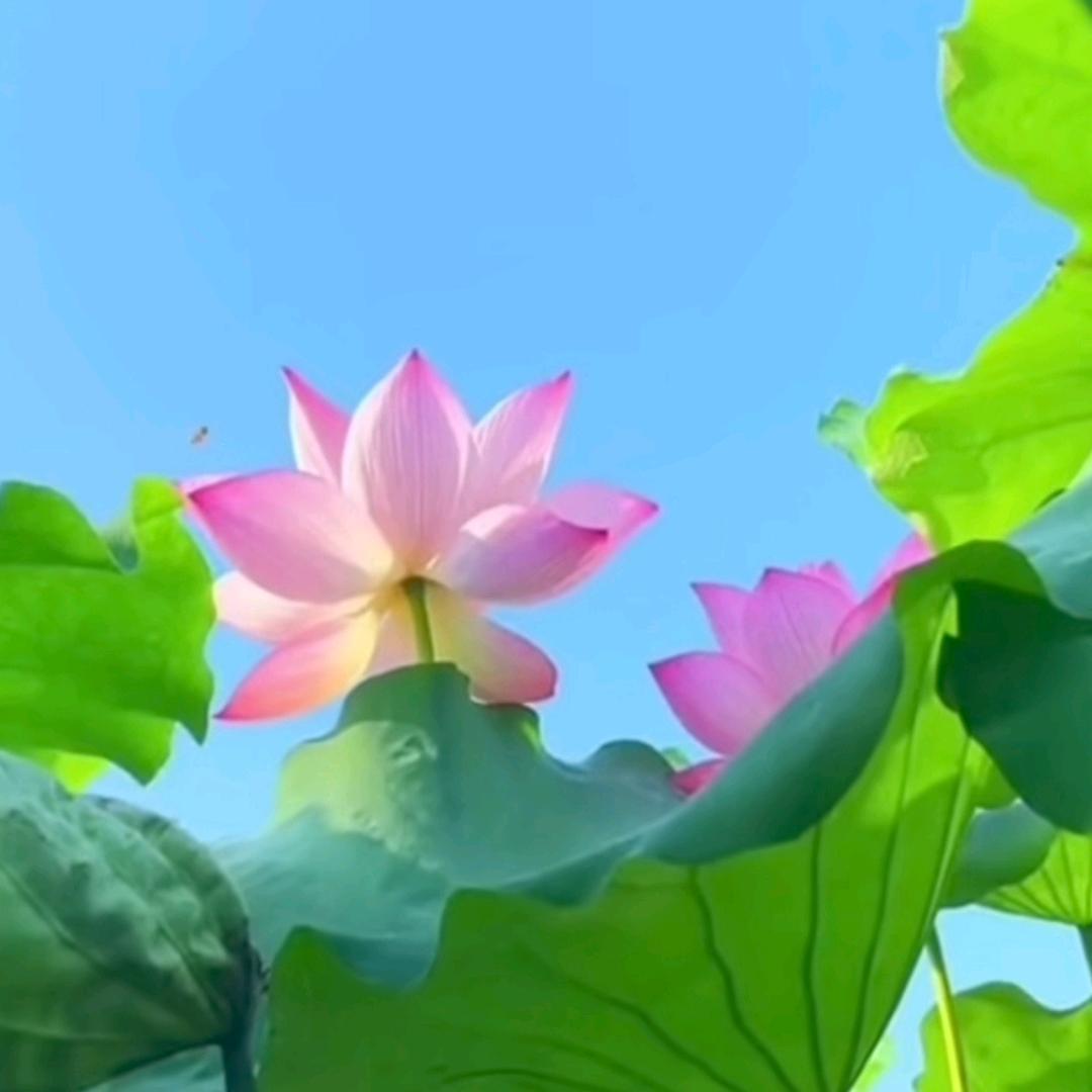 馨好运来