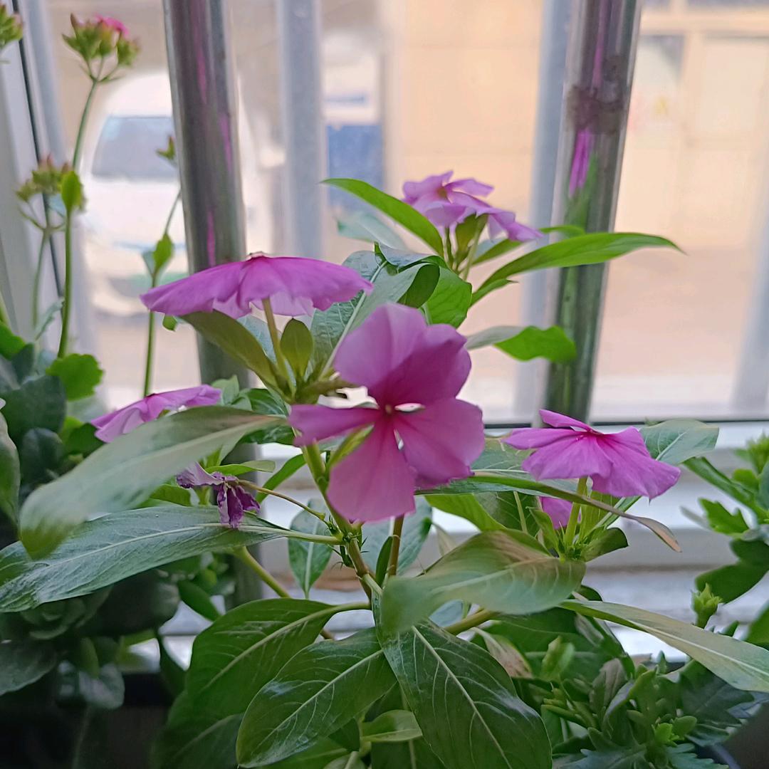 一帆风顺🌸
