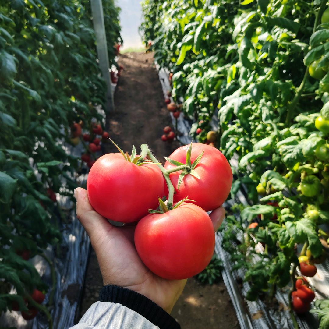 苏北果蔬代收代发