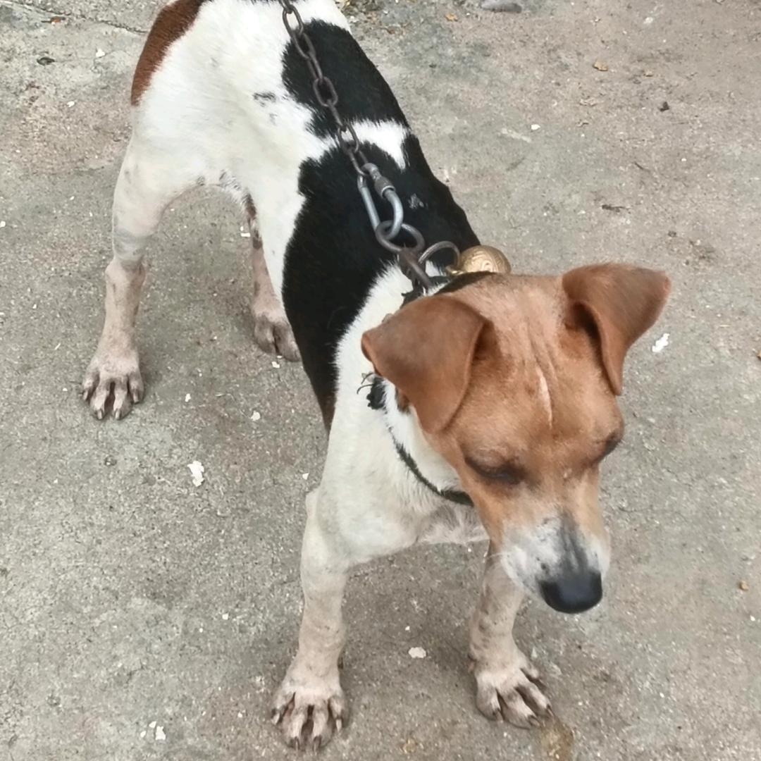 猎影狂锋&太仓犬