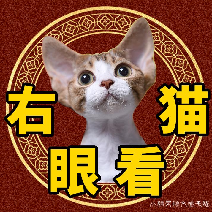 右眼看猫