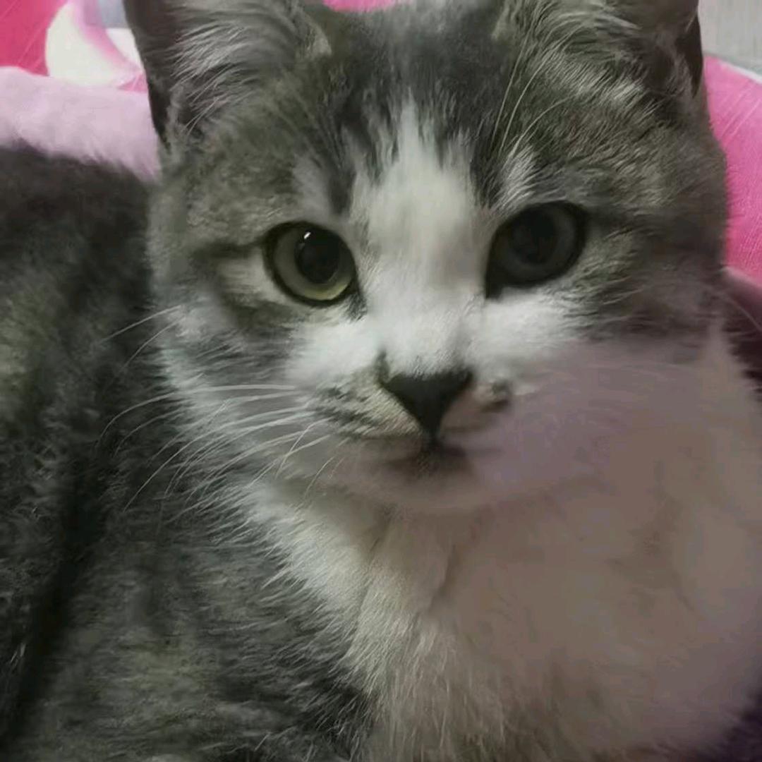 王者不醉