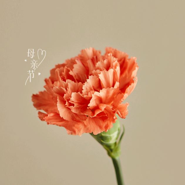 朱立波