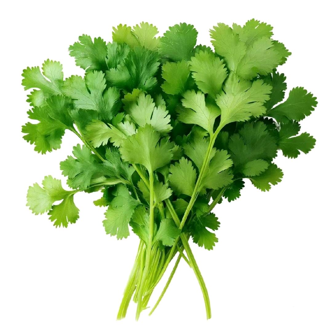 把香菜种满地球