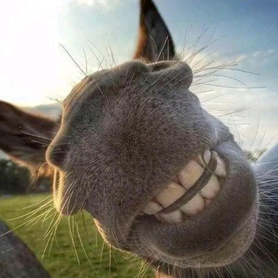 椰子鸡不要椰子