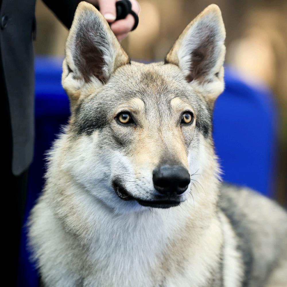 爱牧园犬舍部