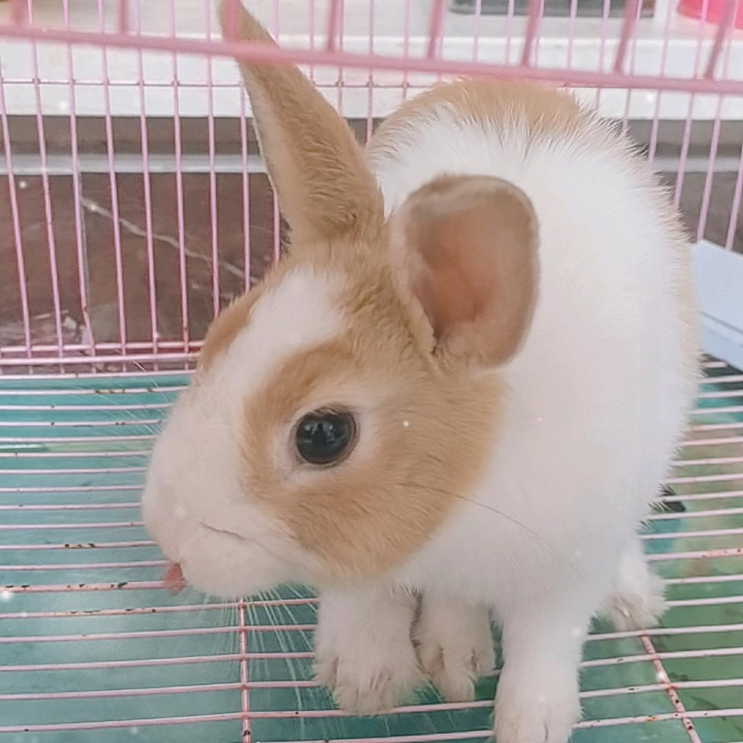 家有萌兔(*^_^*)