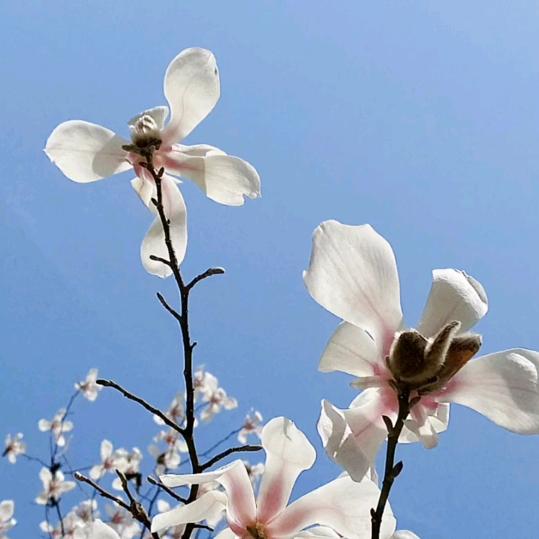 茹梦🍓带货日记