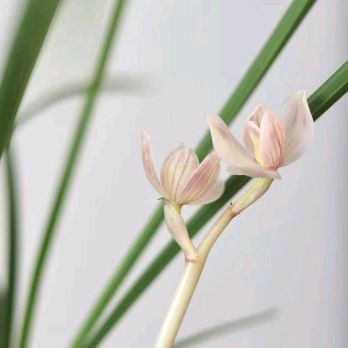 兰岫山园—兰竹古琴中式传统美学