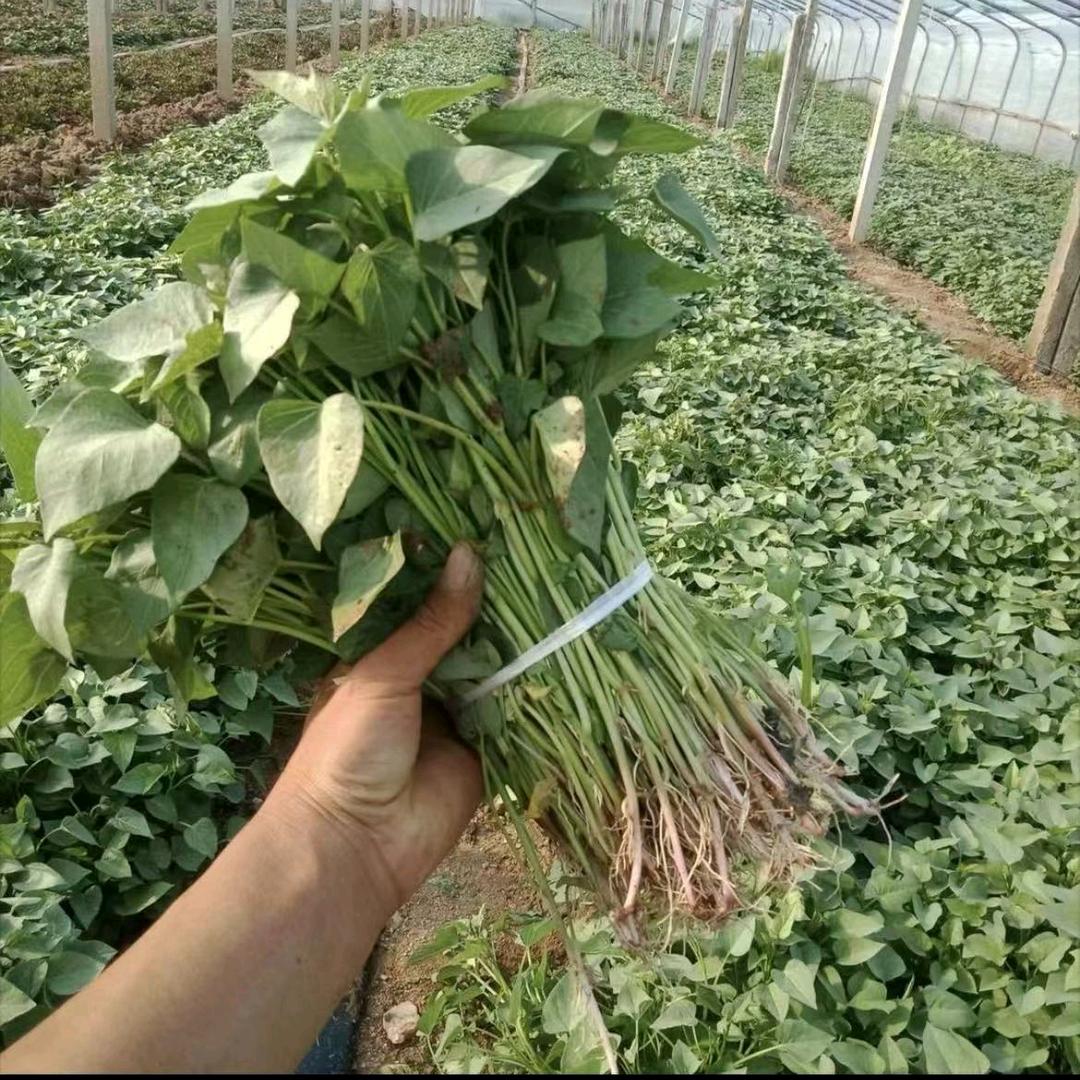 诚信红薯秧苗基地