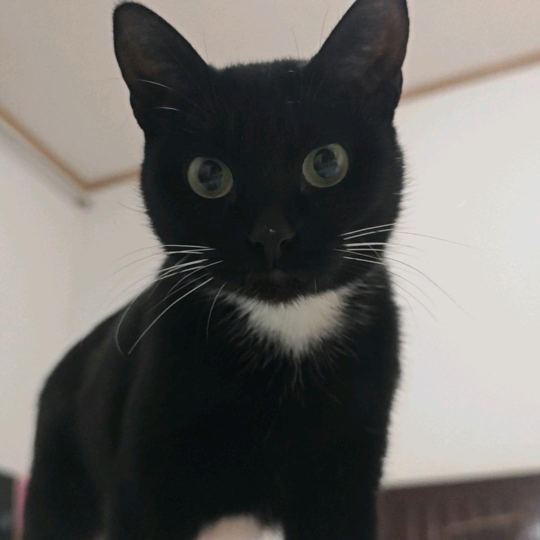 猫须