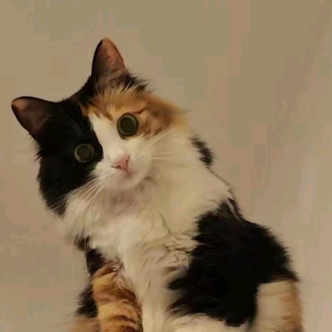 晏峥