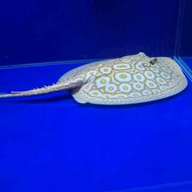 广州聚流水族繁育基地