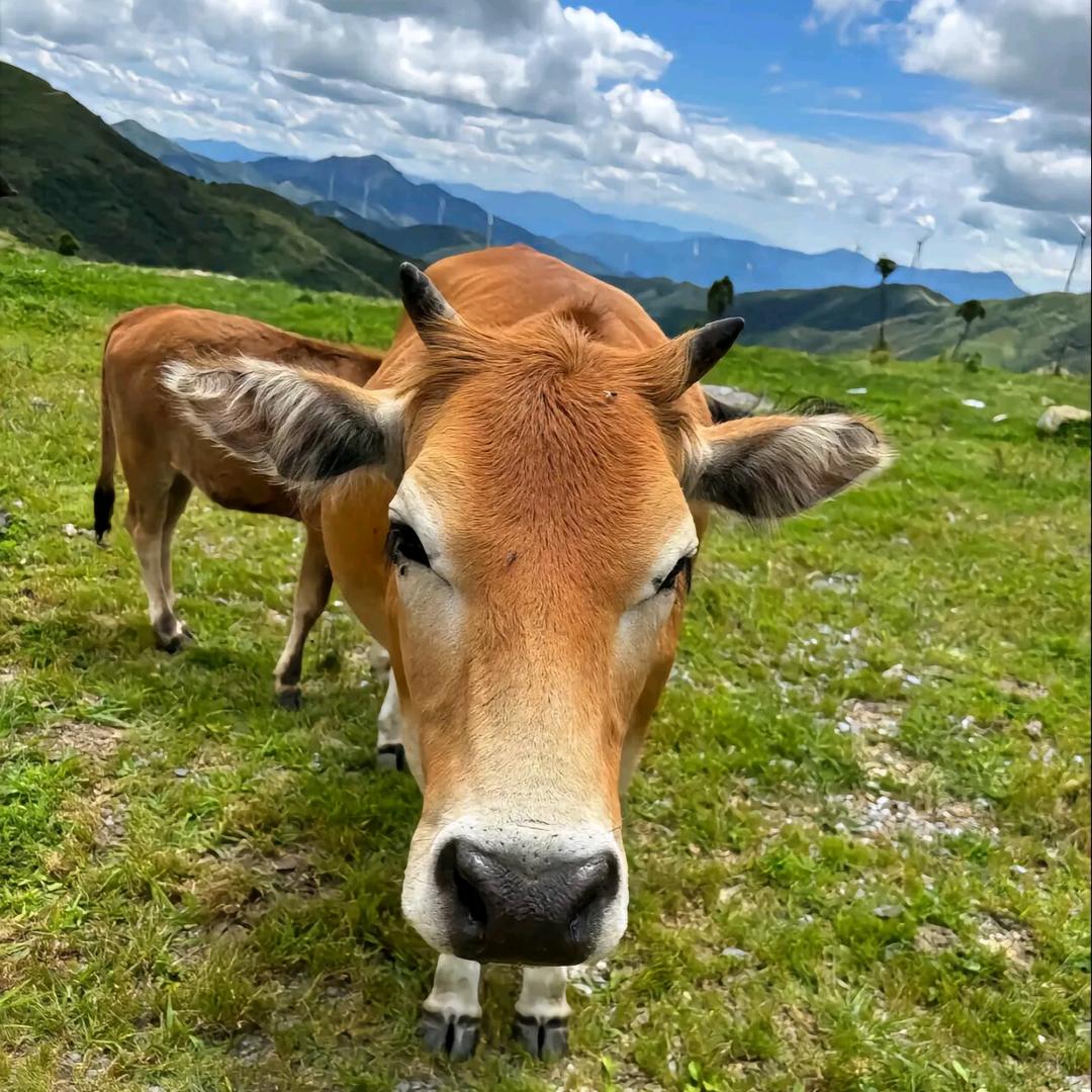 好小子黄牛干巴小高🐂