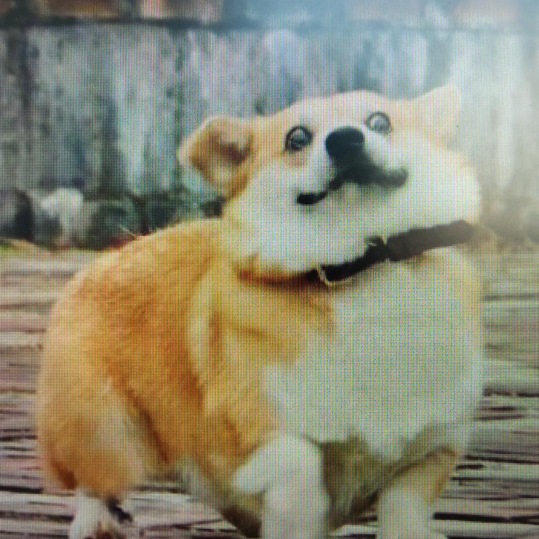 kaizokuoolewa
