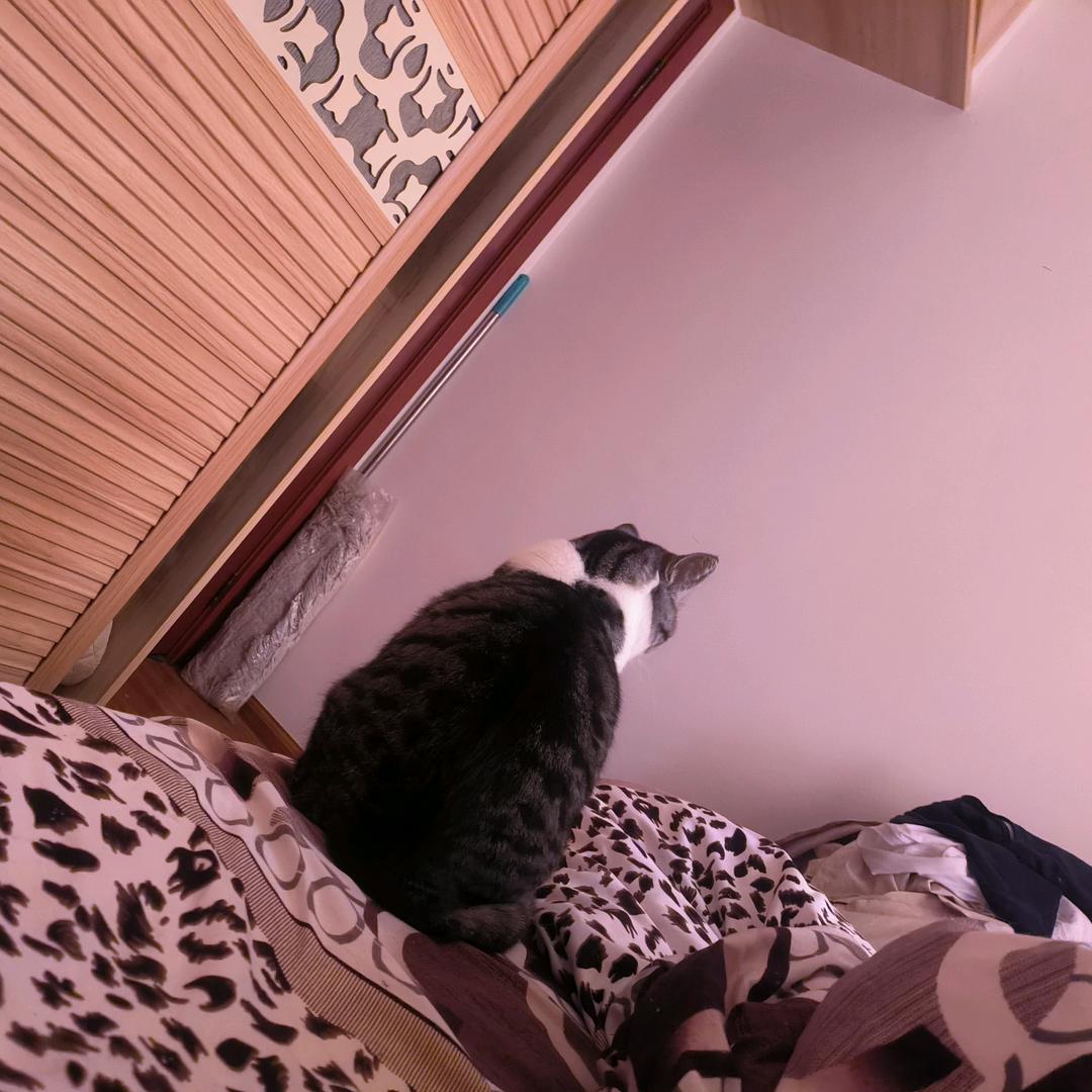 嘿嘿(∩❛ڡ❛∩)