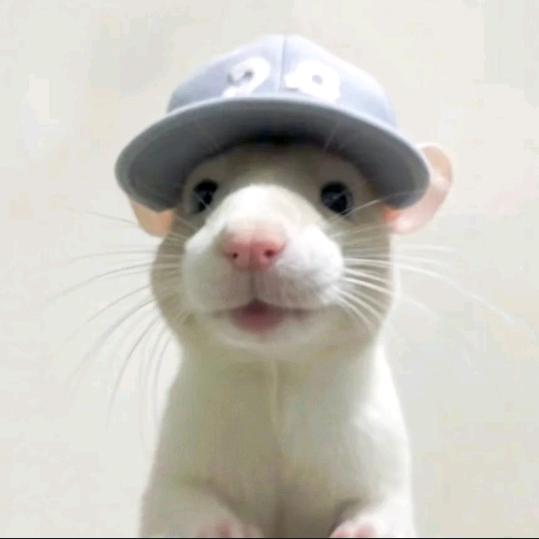 小米之家小饼干