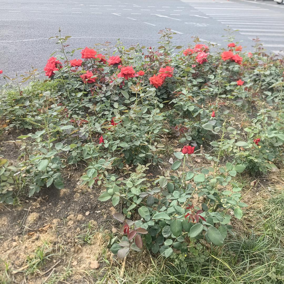 涵萱睿的麻麻