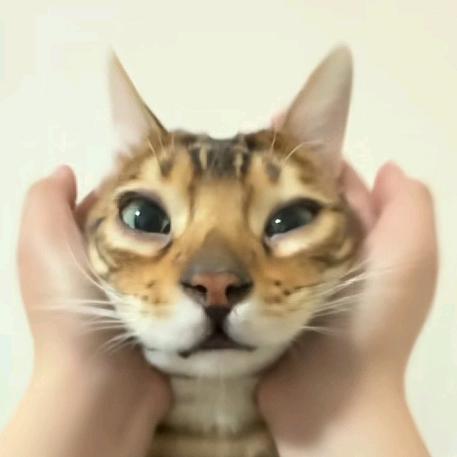虎皮蛋糕喵