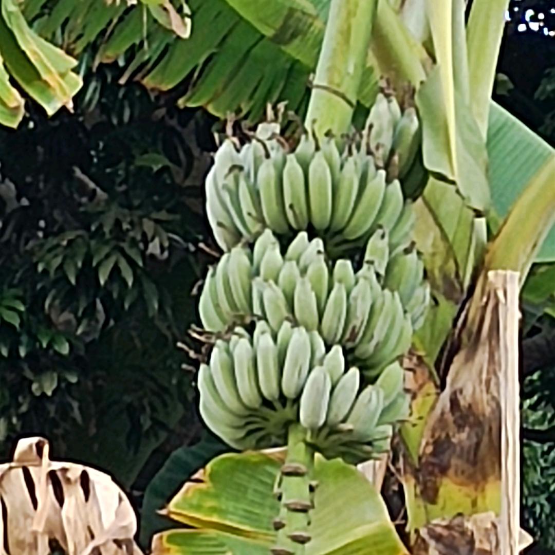 军临城下