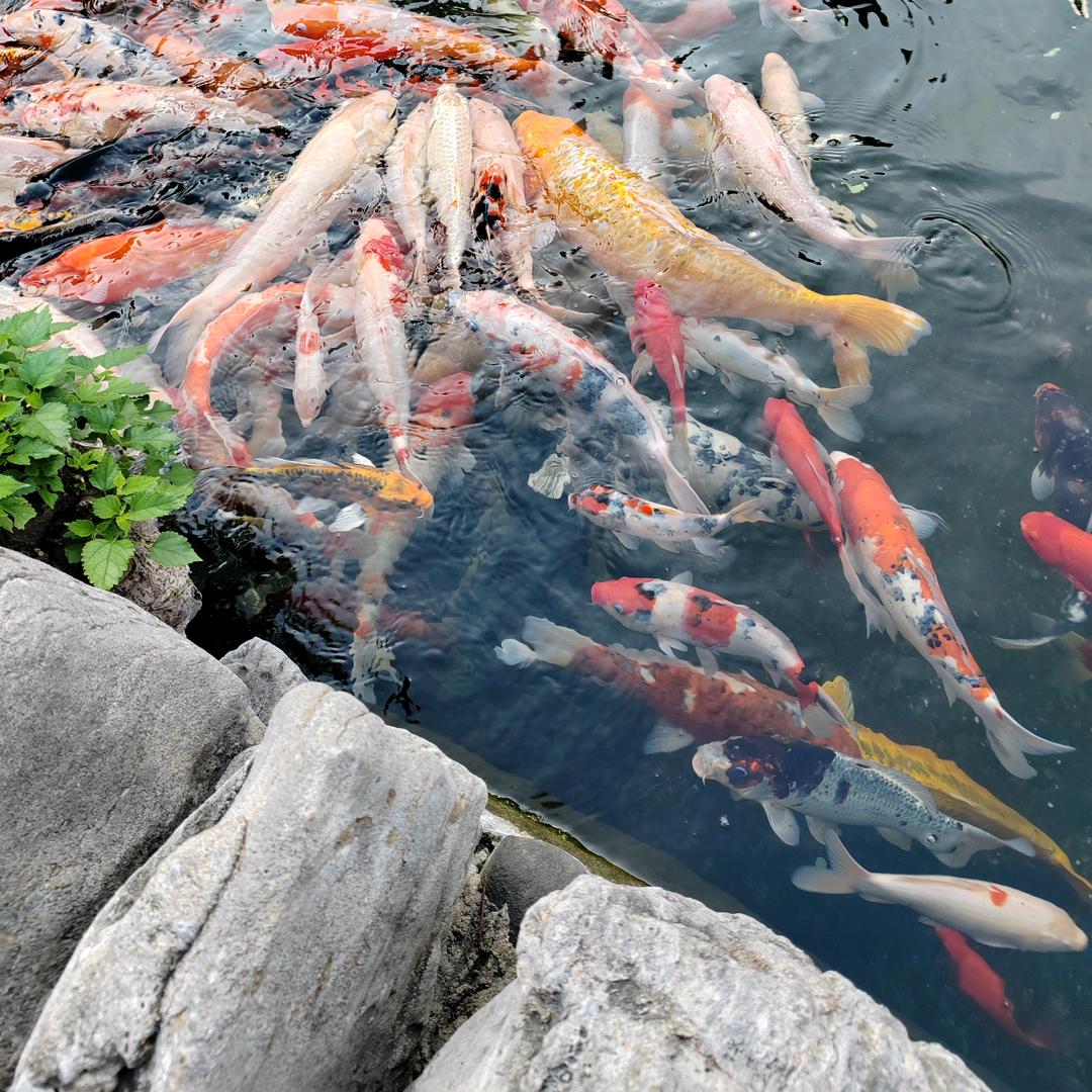 山高海阔～平度铎哥
