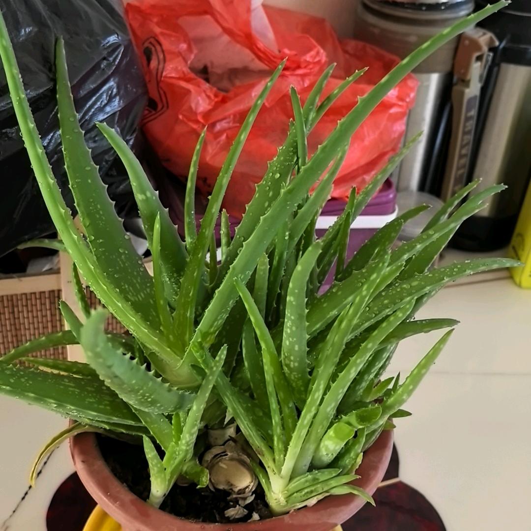 顺顺利利