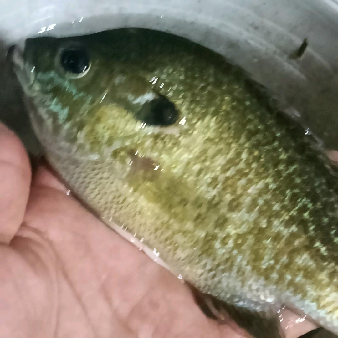 哥哥何时回？？？