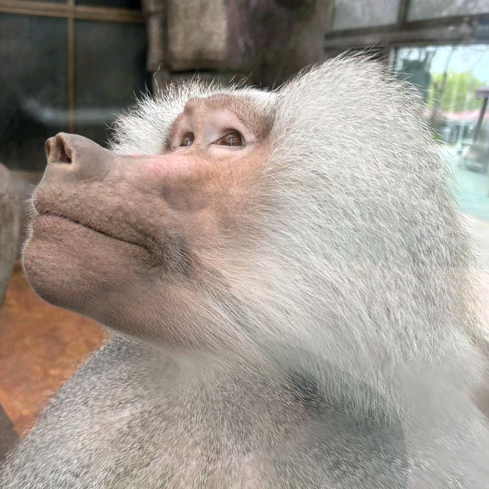 郝酒不见（神木市成业广场擂饭）