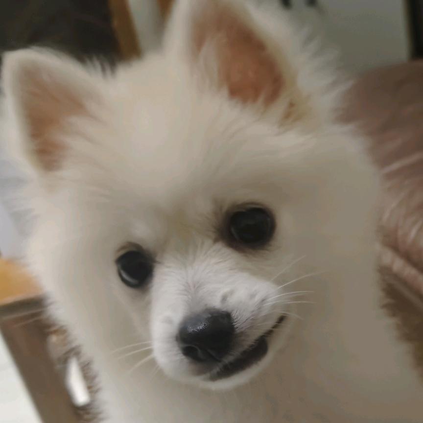 好运白洋
