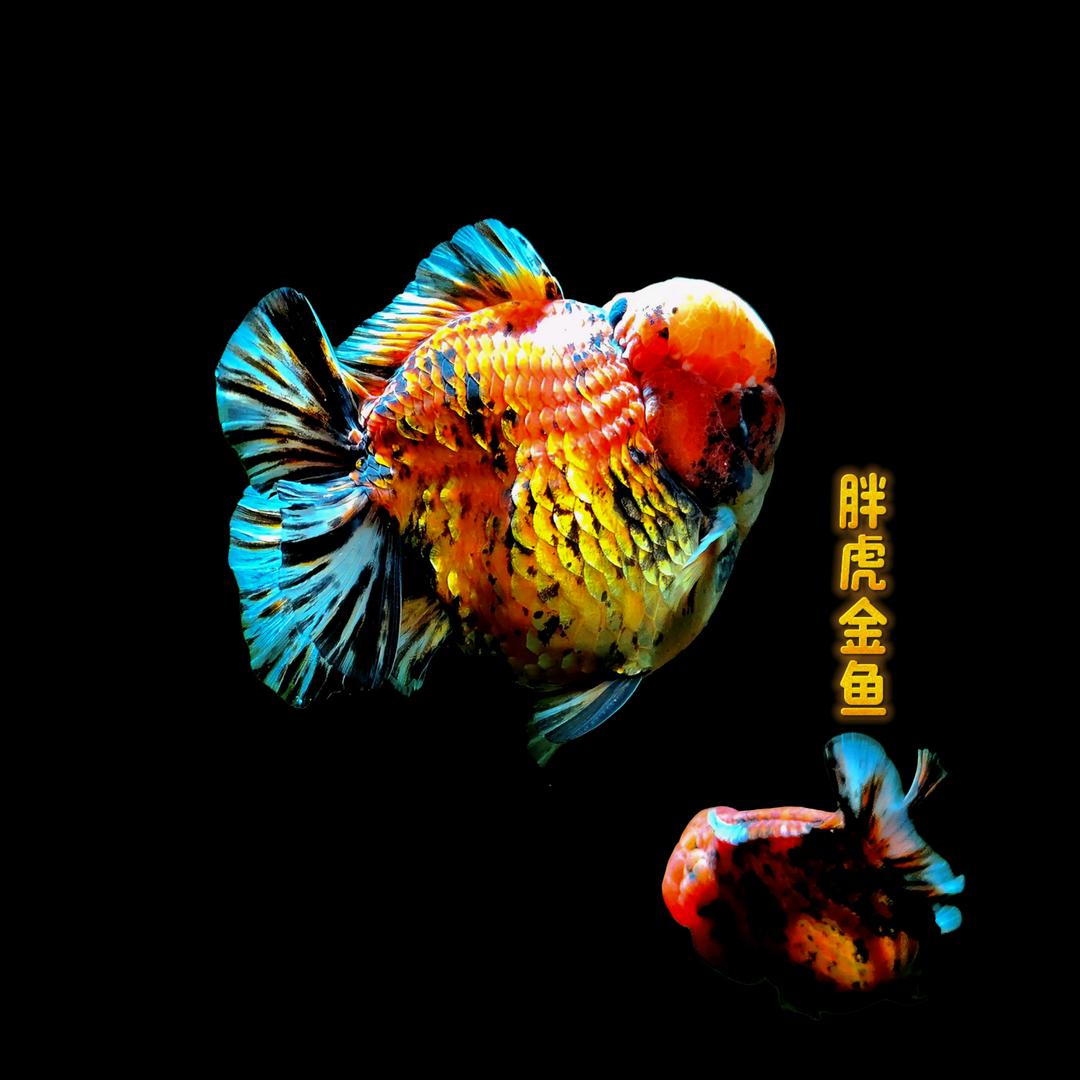 胖虎金鱼