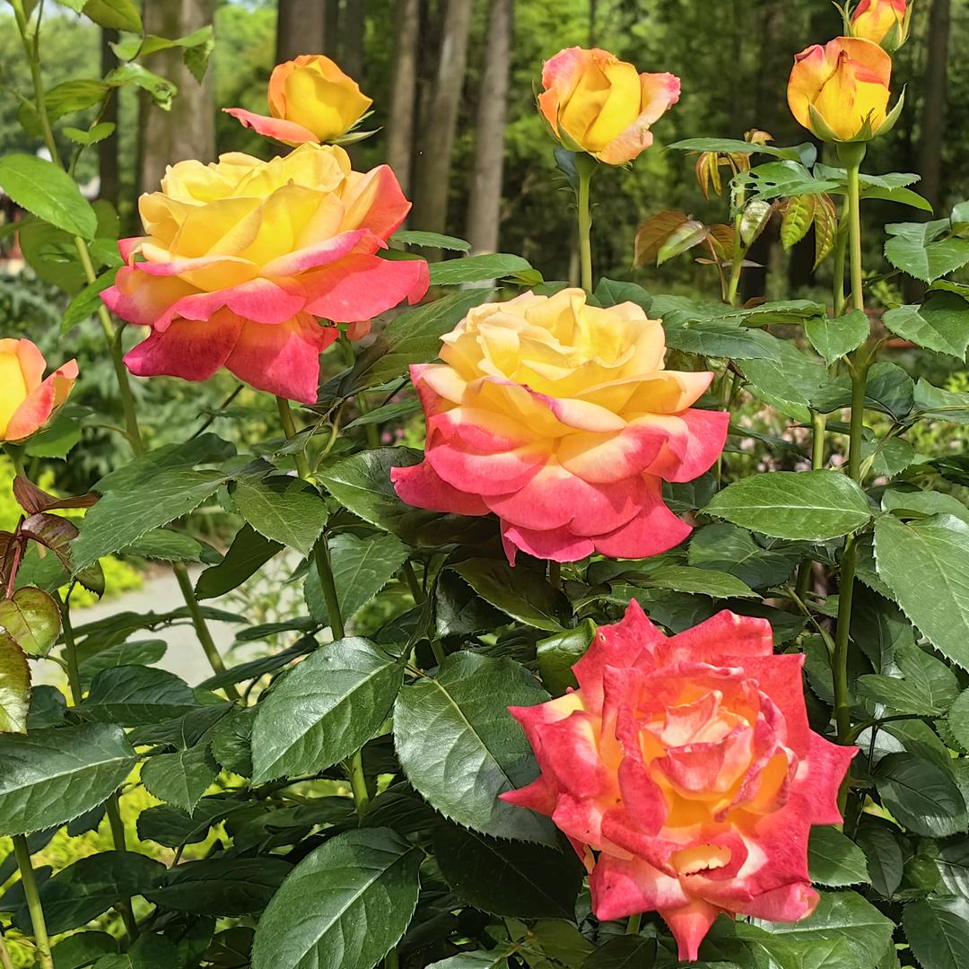 无花果吖
