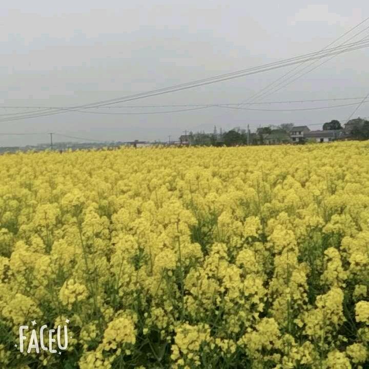 心静如水