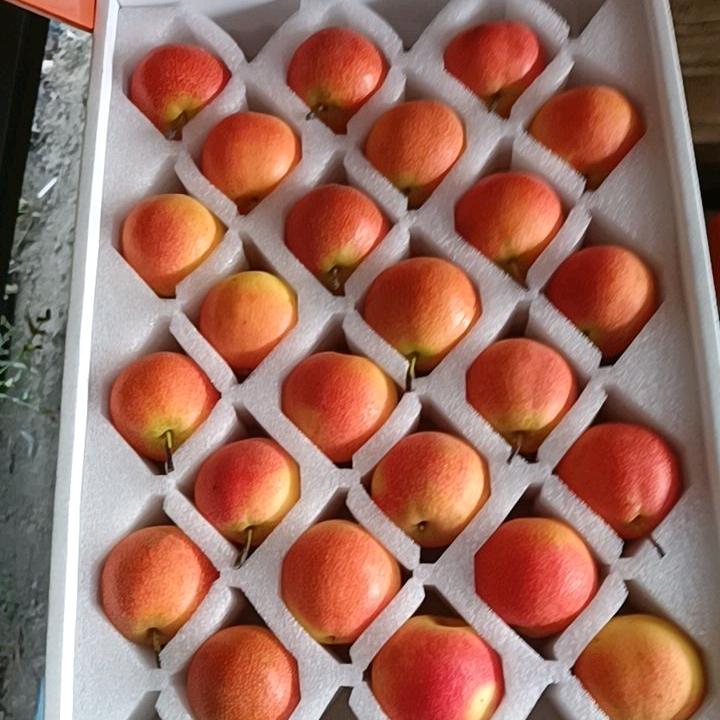 小颖南果梨