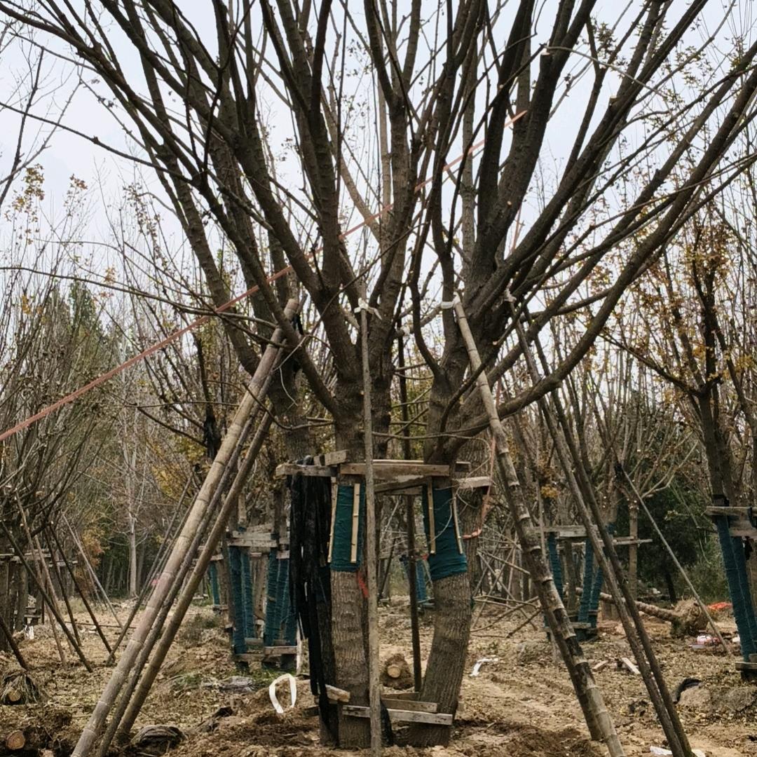 丛生、单杆五角枫假植基地