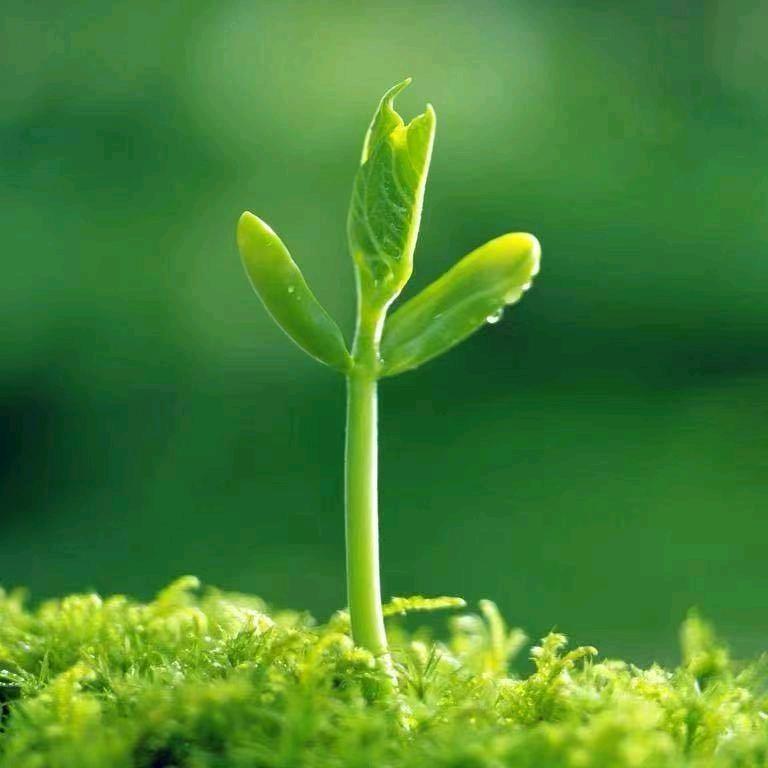 🌾阳光🌾