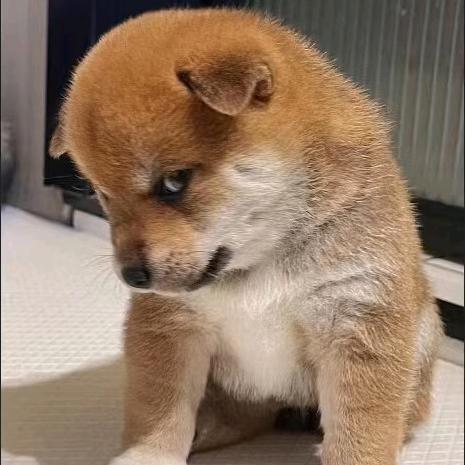 平淡亦可