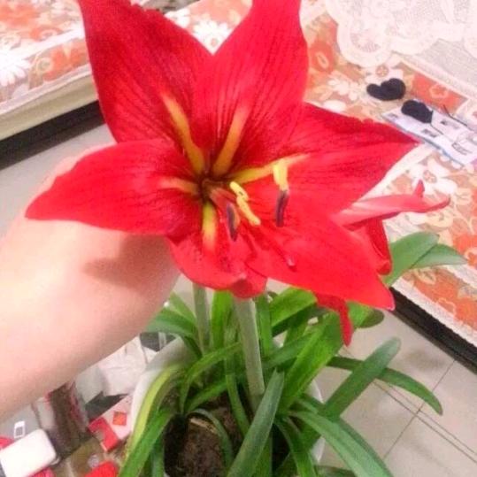 牛奶小草莓