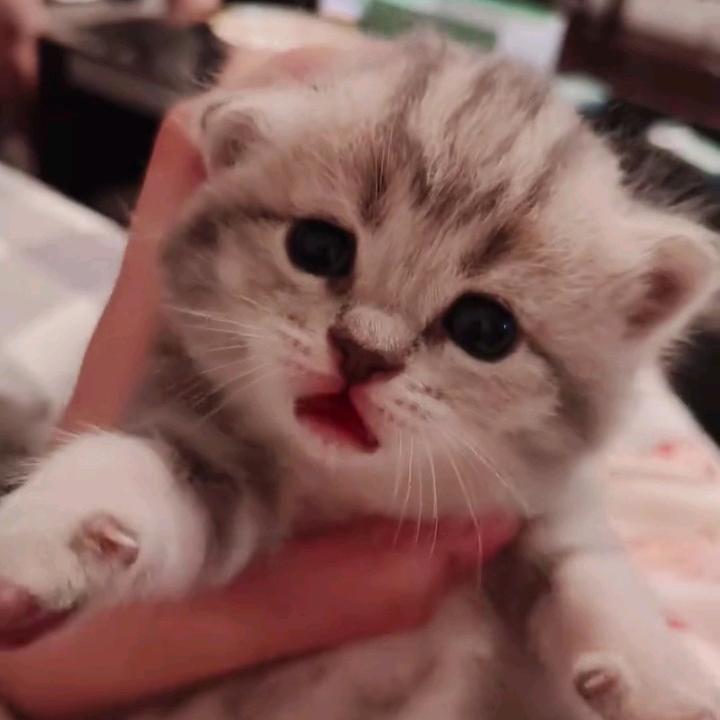 -诗雨知（可能不上线，因开学）