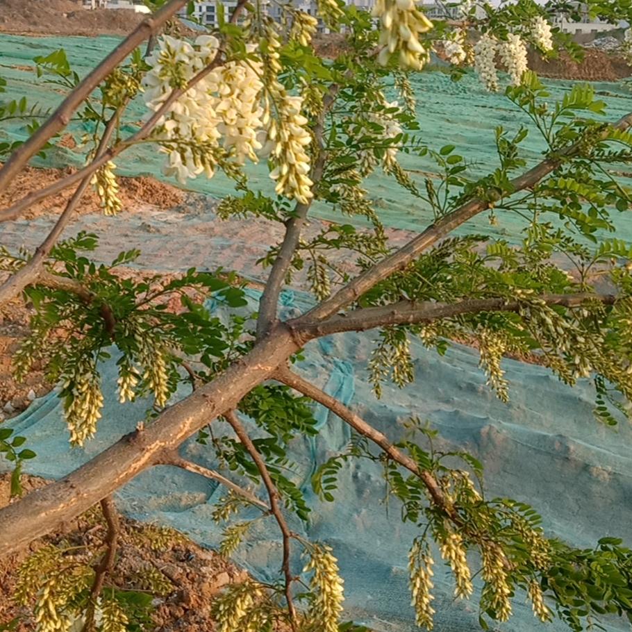 代哥