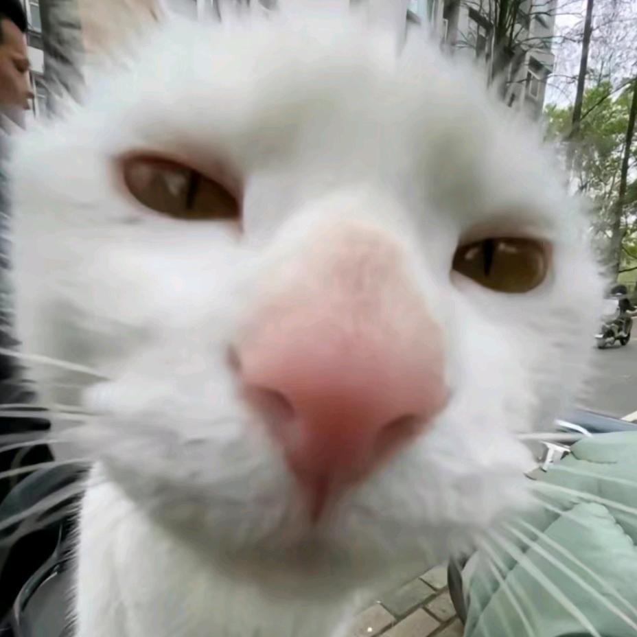 呀吼6