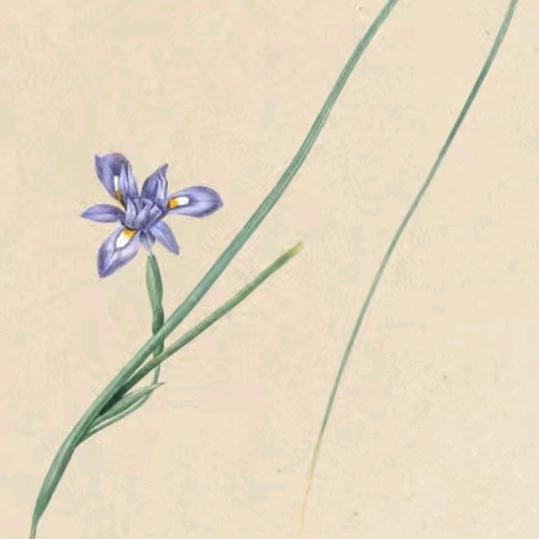 小草