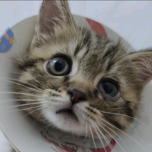小帽🐱