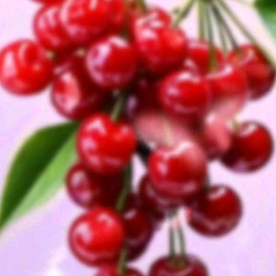 🍒梅子🍒