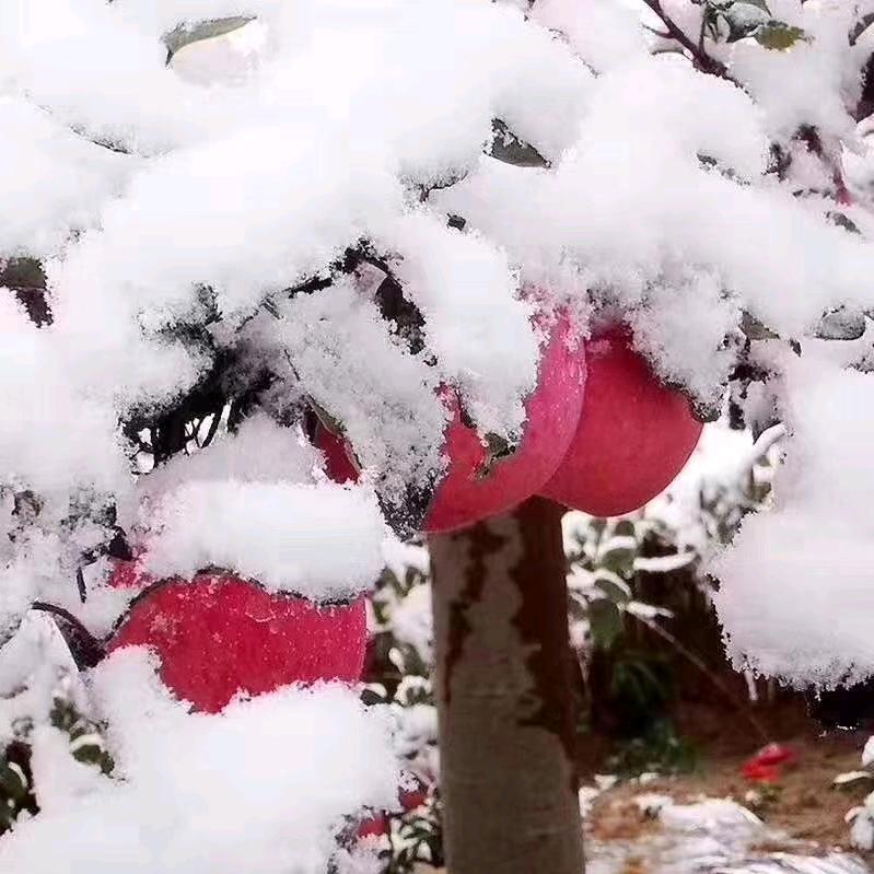 红苹飞雪