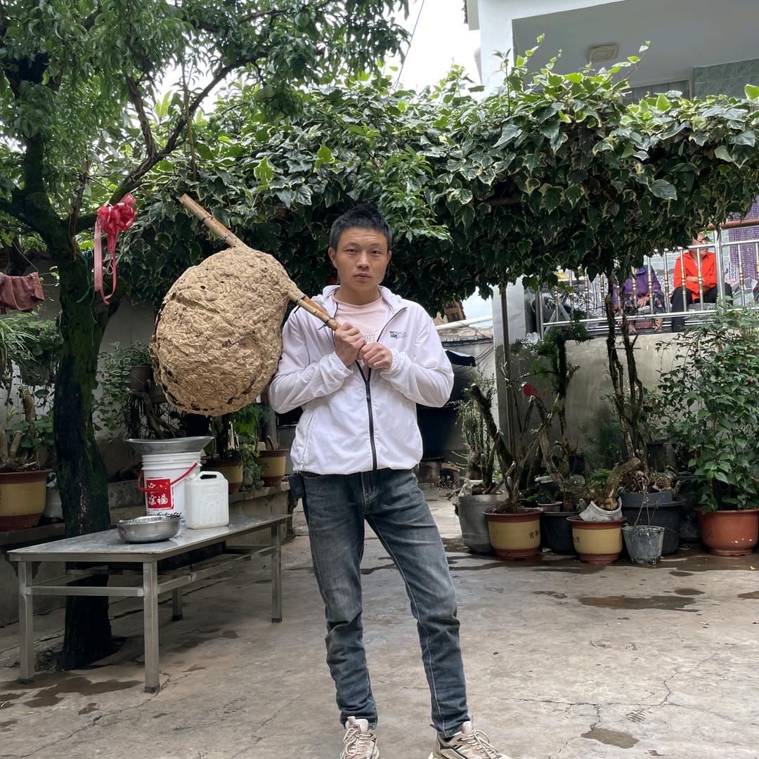 宁蒗马蜂养殖小顺子