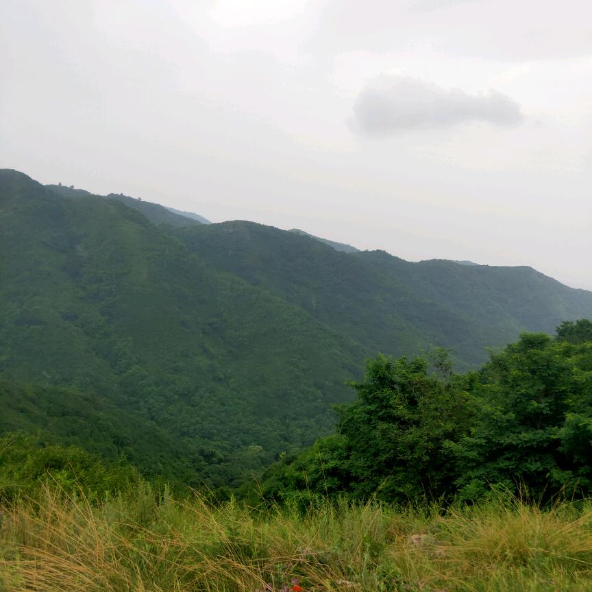 花思花醉泪ヾ(^▽^*)))