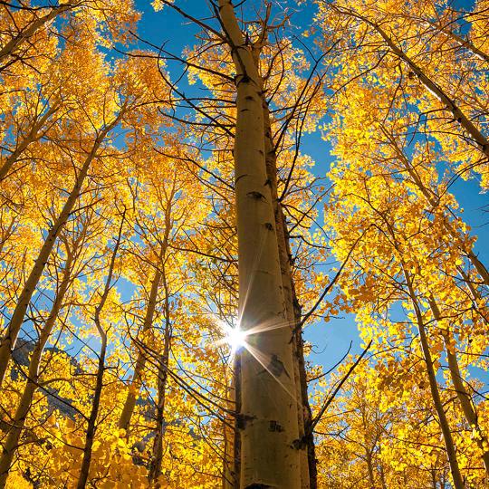 枫林