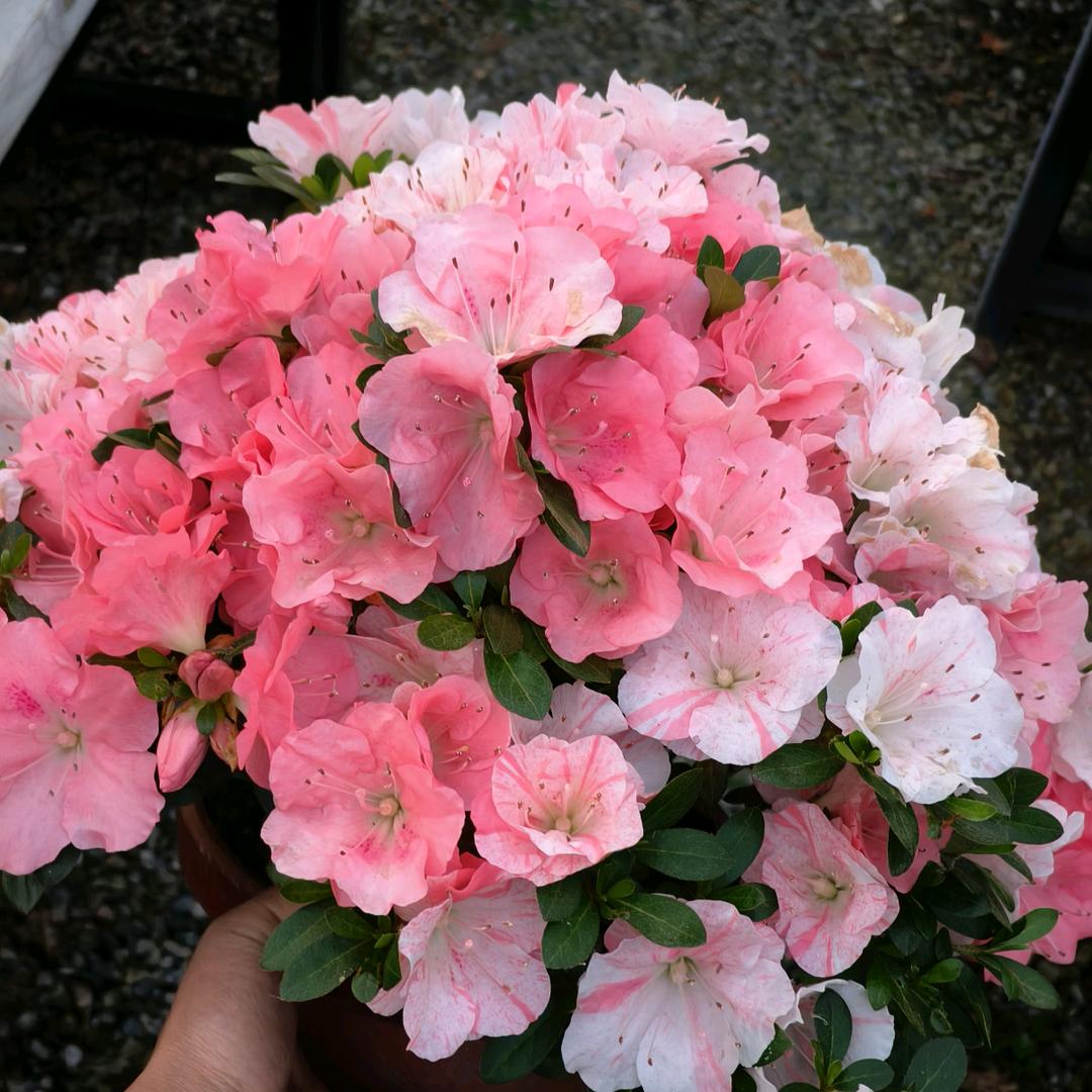 杜鹃花开