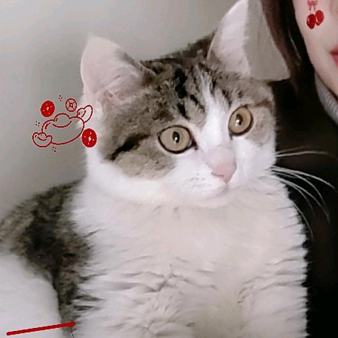 豆豆是只猫啊
